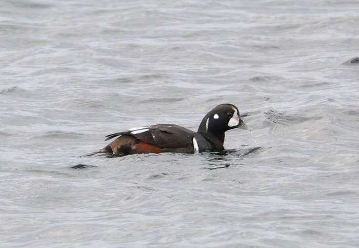 Harlequin Duck