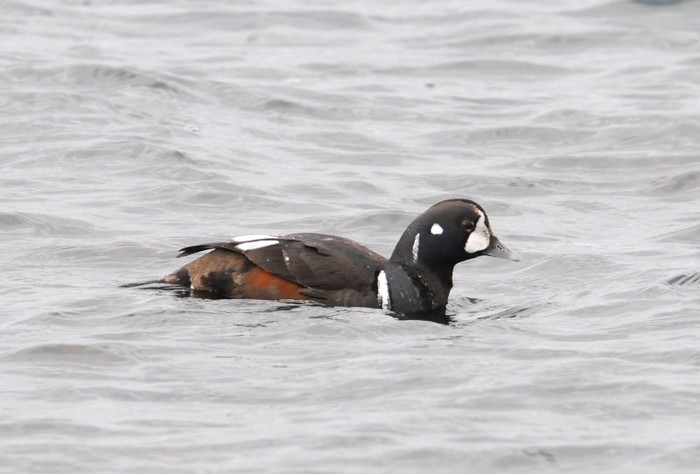 Harlequin Duck