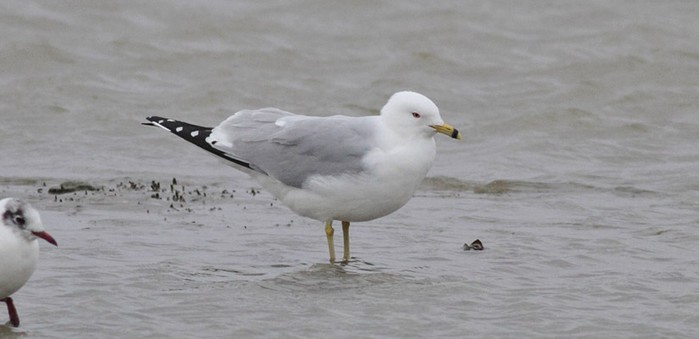 Ring-billed Gull