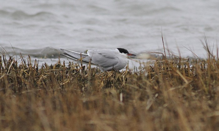 Common Tern