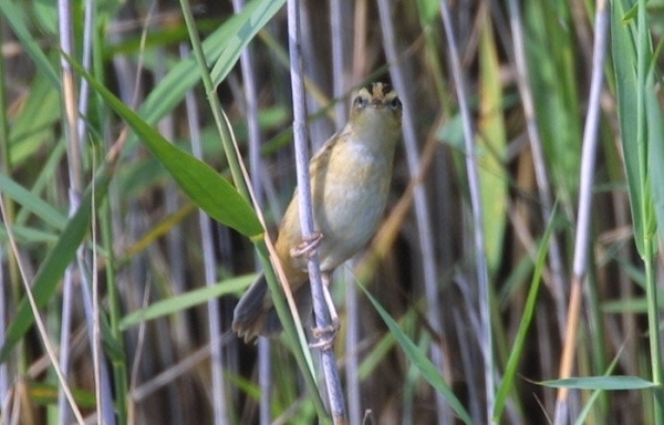 Aquatic Warbler