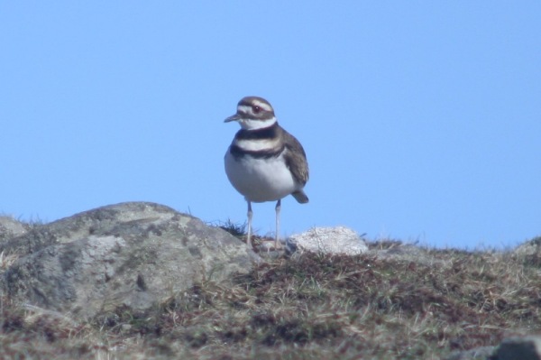 Killdeer