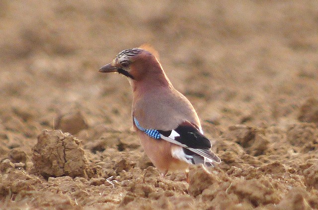 Jay