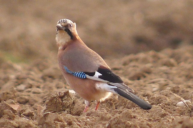 Jay