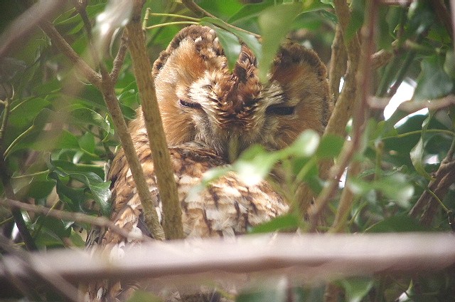 Tawny Owl