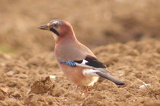 Jay