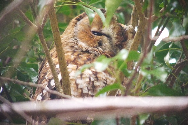 Tawny Owl