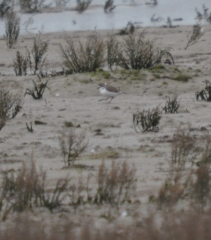 Kentish Plover