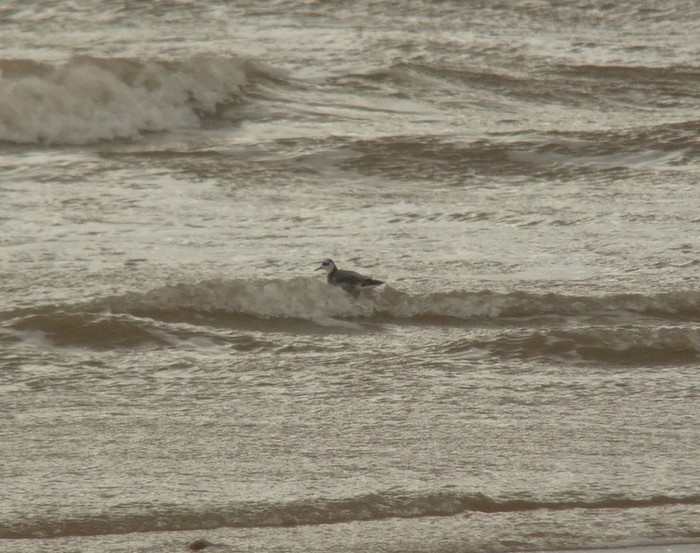 Grey Phalarope