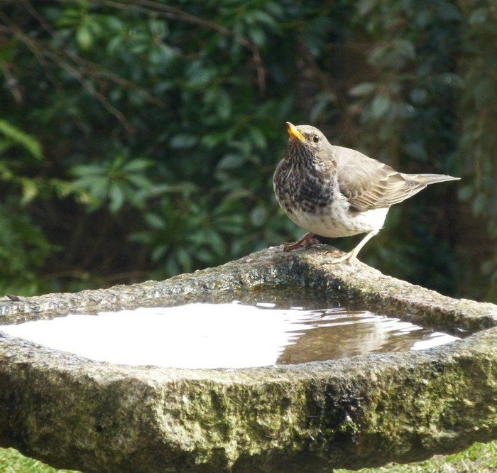 Black-throated Thrush