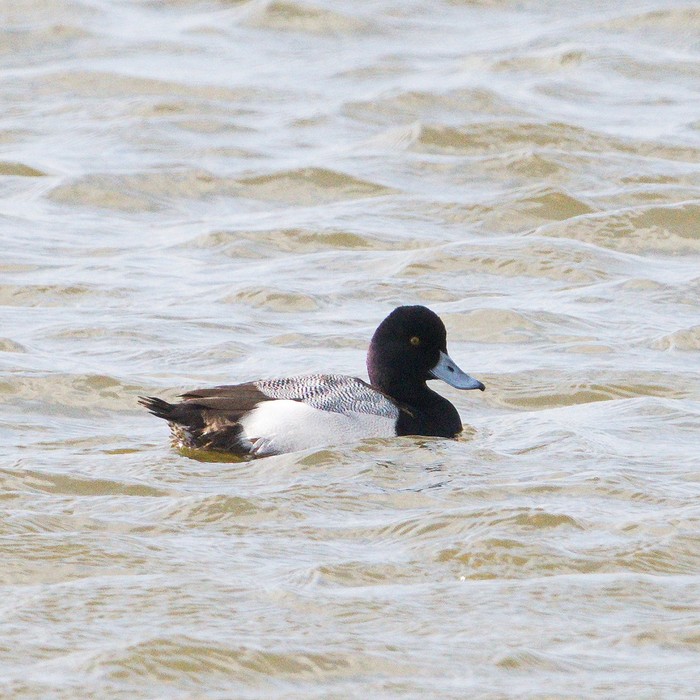 Lesser Scaup