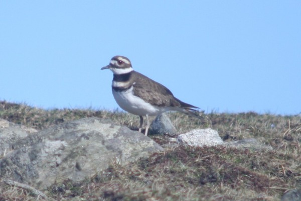 Killdeer