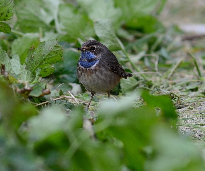 White-spotted Bluethroat