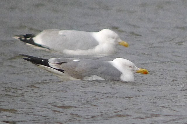 Yellow-legged Gull