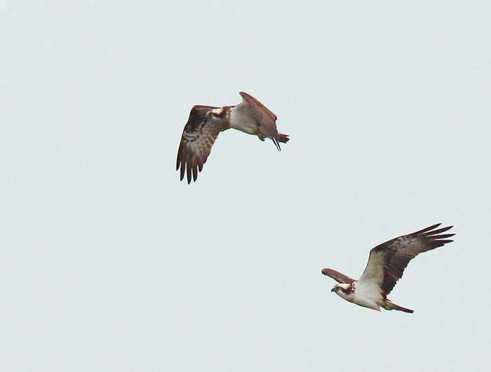 Osprey