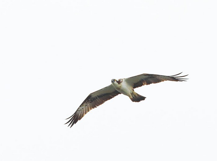 Osprey