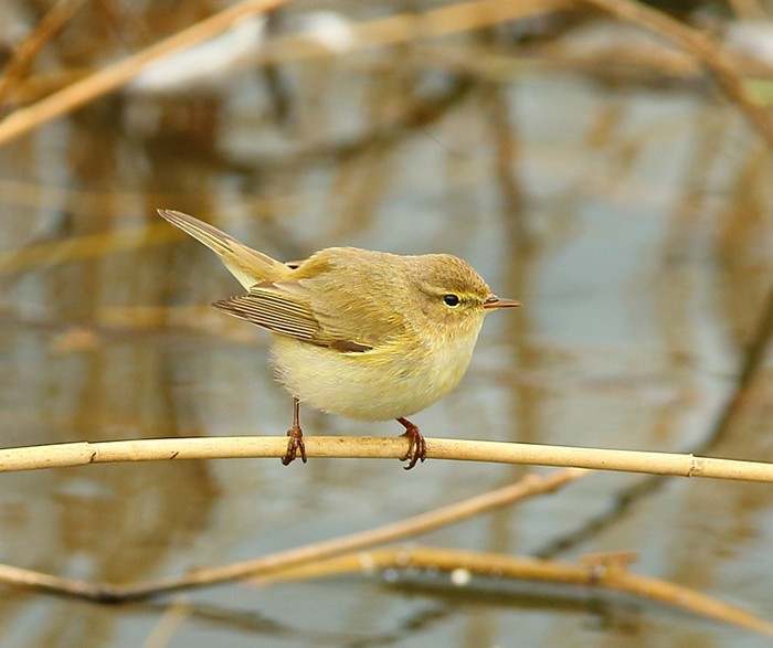 Chiffchaff