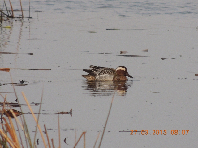 Garganey