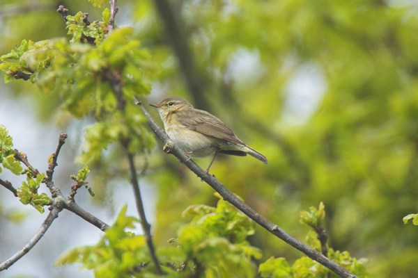 Iberian Chiffchaff