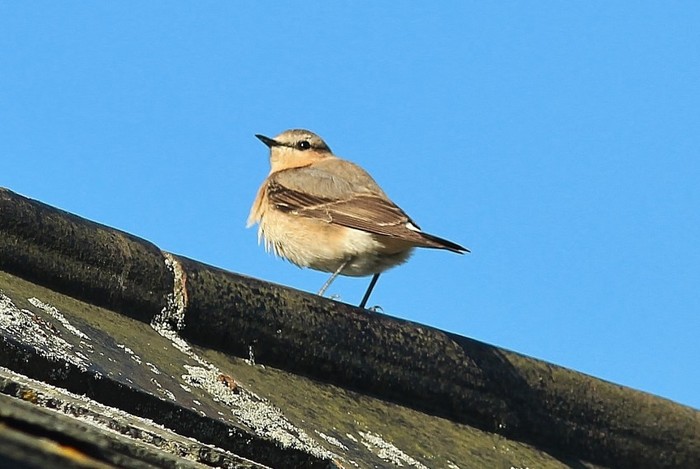 Wheatear