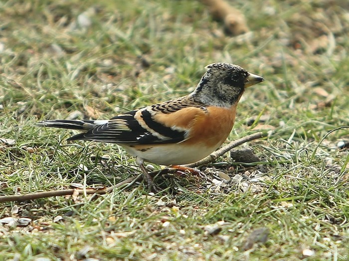 Brambling