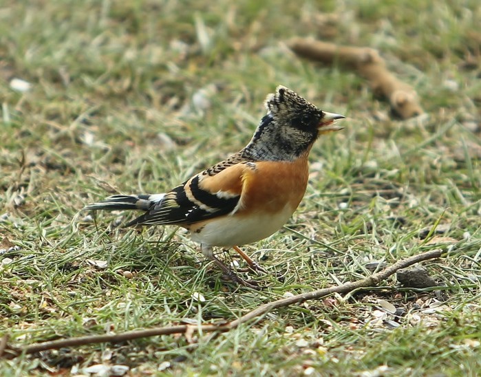 Brambling
