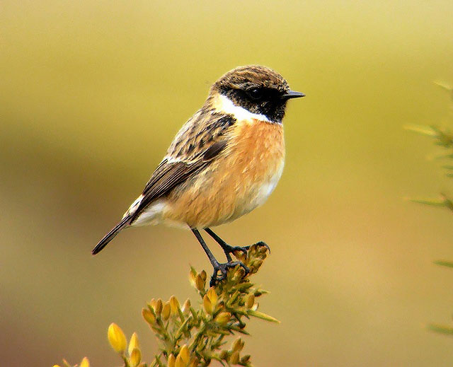 Stonechat