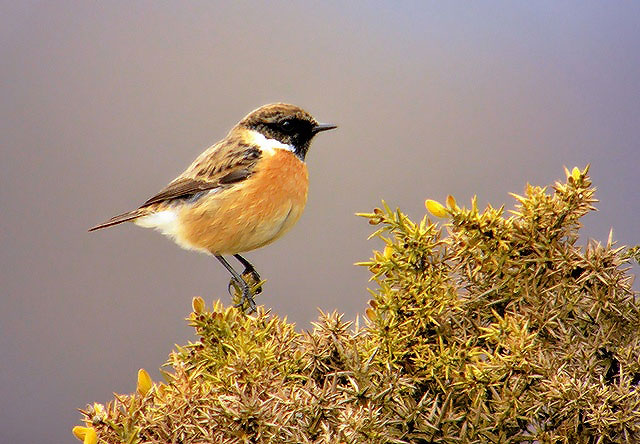 Stonechat