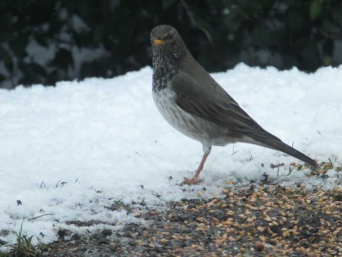 Black-throated Thrush