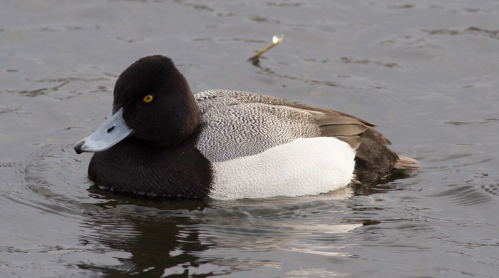 Lesser Scaup