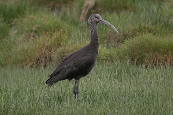 Glossy Ibis