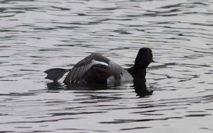 Lesser Scaup
