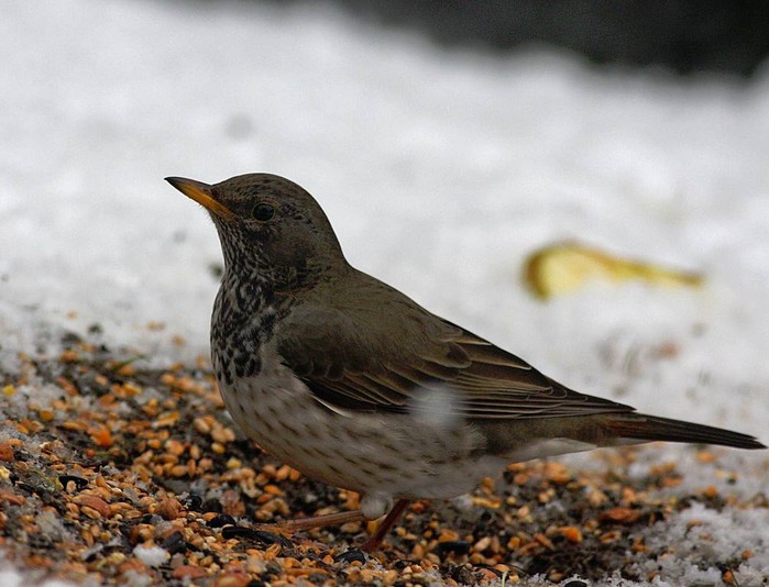Black-throated Thrush
