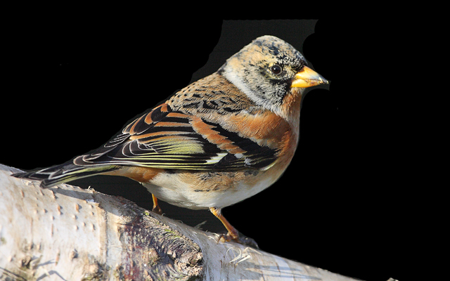Brambling