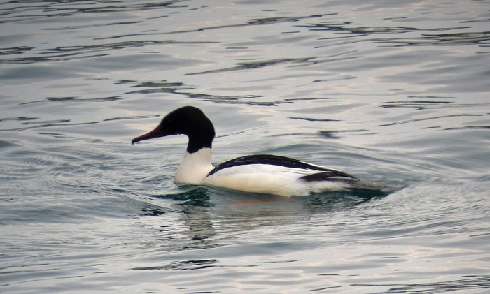 Goosander