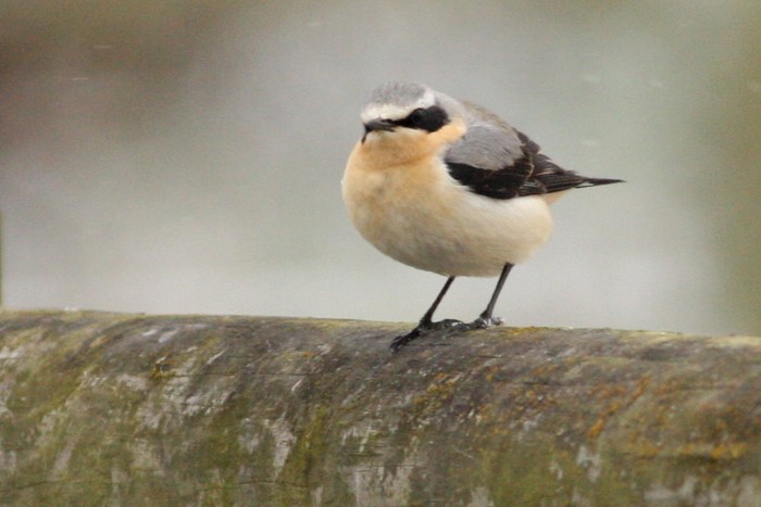 Wheatear