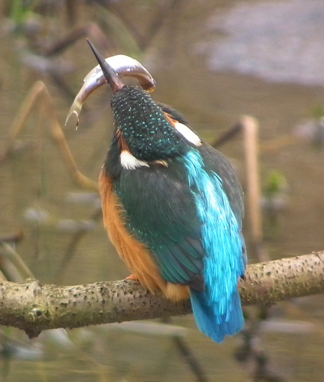 Kingfisher