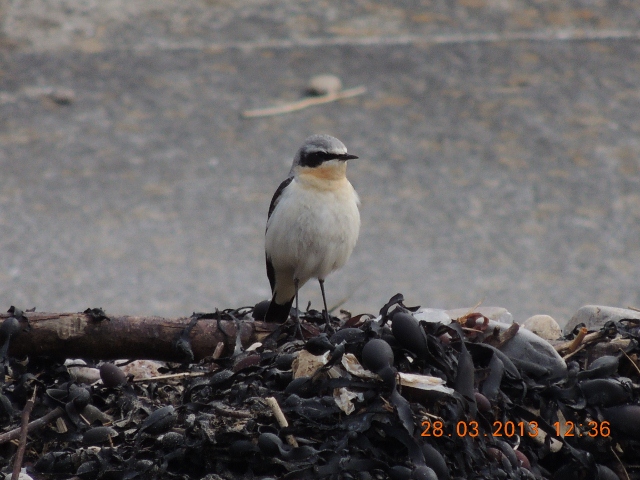 Wheatear