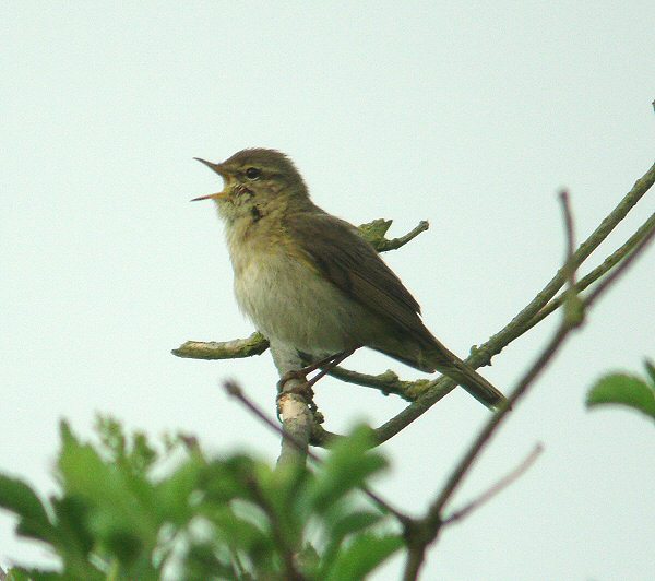 Iberian Chiffchaff