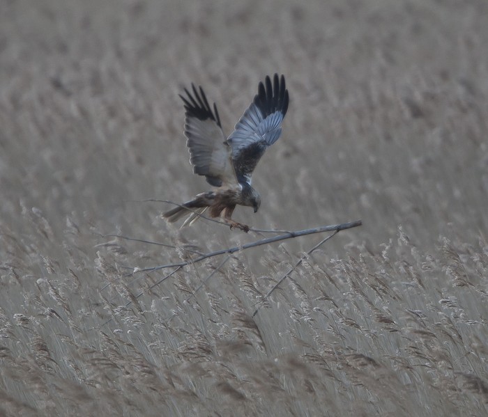 Marsh Harrier