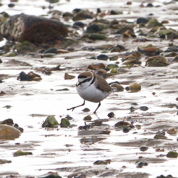 Kentish Plover