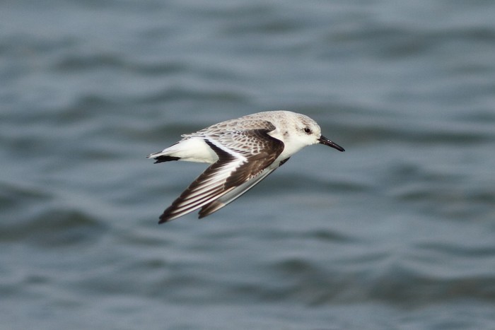 Sanderling