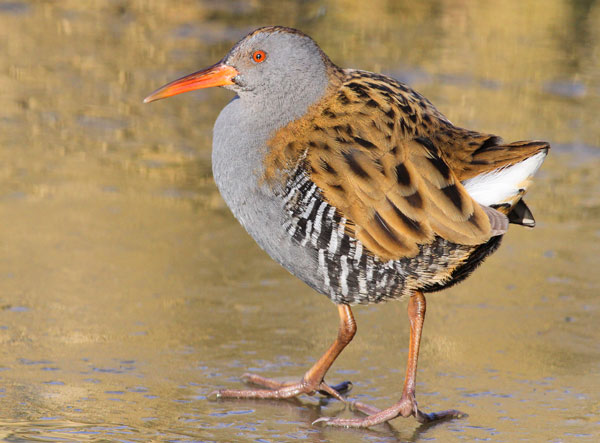 Water Rail