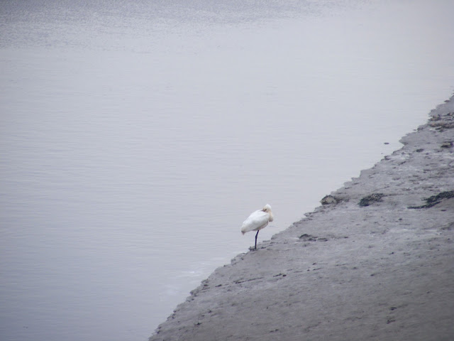 Spoonbill