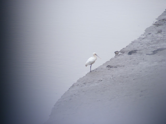 Spoonbill