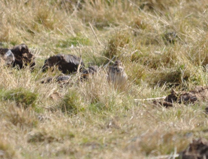 White-spotted Bluethroat