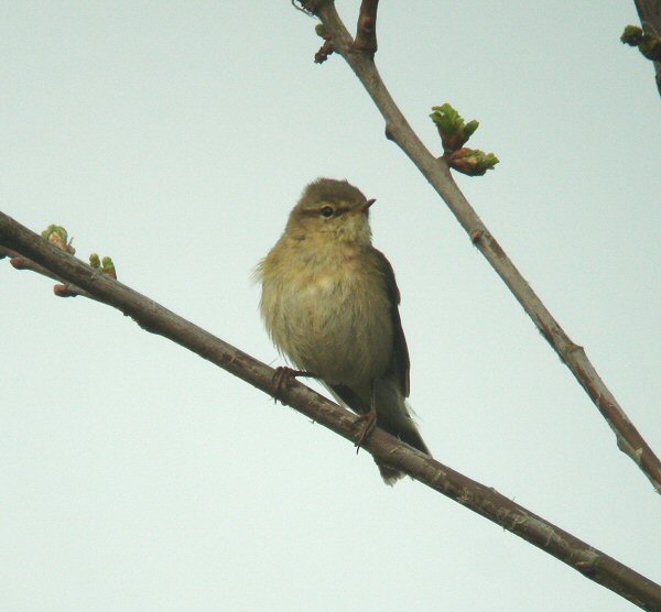 Iberian Chiffchaff