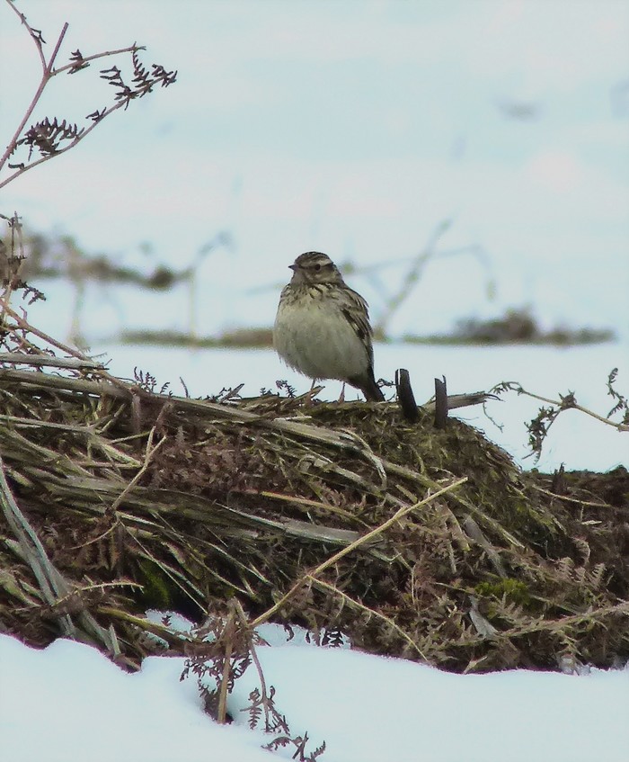 Woodlark
