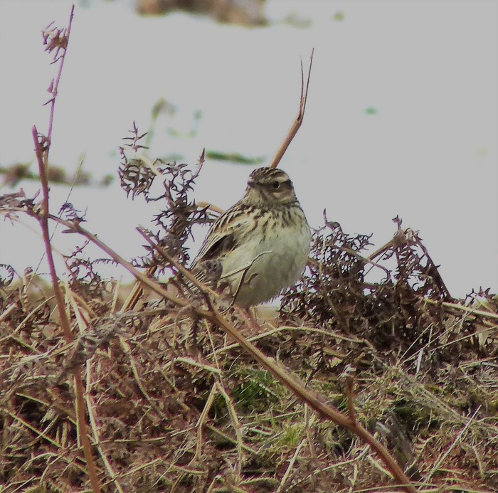 Woodlark