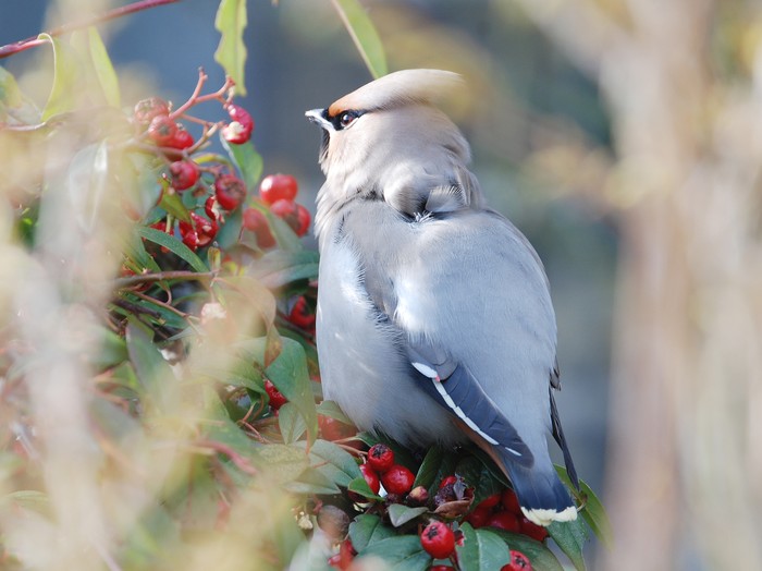 Waxwing
